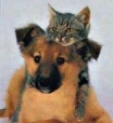 Servizi per Cani e Gatti nel Comune di Cesenatico  foto 
