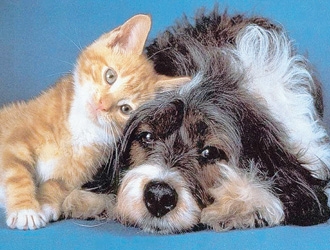 Servizi per Cani e Gatti nel Comune di Cesenatico 