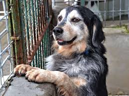 Avviso esplorativo per la realizzazione di una struttura multifunzionale per accogliere cani e gatti foto 