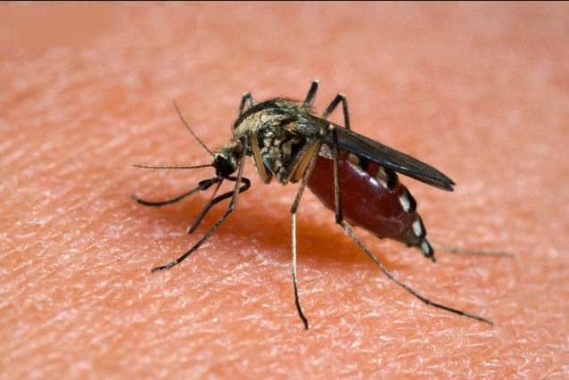 Lotta all’infezione da virus West Nile